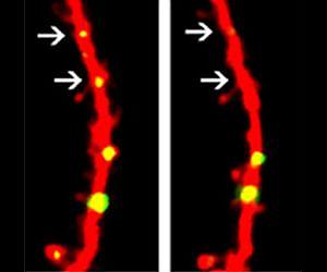 Learning mechanism of the adult brain revealed