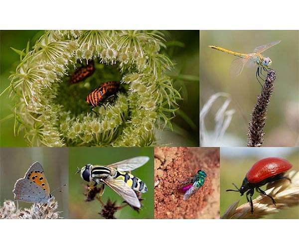 Climate, big agriculture slashing insect populations 'by half'