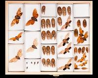Scientific collaborative publishes landmark study on the evolution of insects