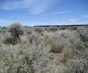 Land management options outlined to address cheatgrass invasion