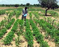 Predicting the effect of climate change on crop yields