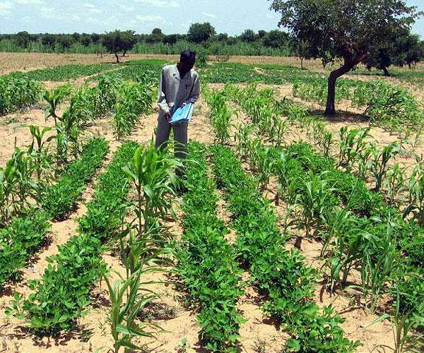 African Sahelian farmers diversify crops to adapt to climate change