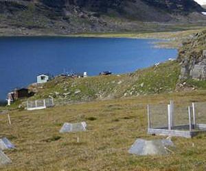 Arctic getting greener