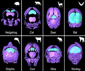 Old skull bone rediscovered