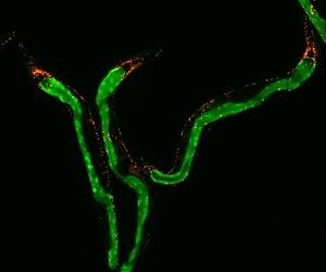 How Mitochondrial Signals Extend Lifespan