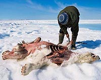 Climate change: Inuit culture on thin ice