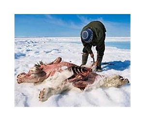 Polar bear trade ban voted down