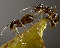 Attack Of The Invasive Garden Ants