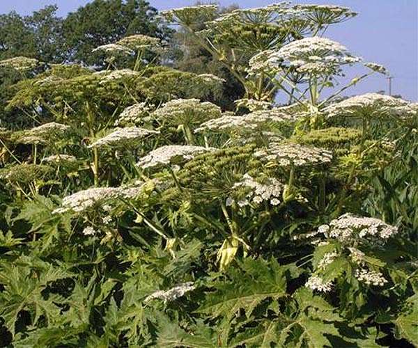 The plant invaders posing a headache for conservationists