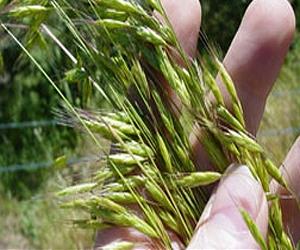 Ecology biased against non-native species
