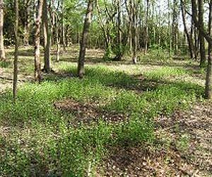 Study provides first evidence of coevolution between invasive, native species