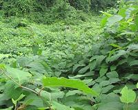 Circumstances are right for weed invasion to escalate