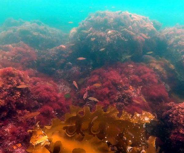 Invasive Japanese seaweed threatens French Mediterranean coast