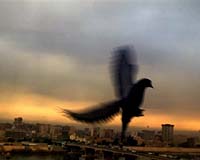 Fears that Chinese mafia bumping off Belgian homing pigeons
