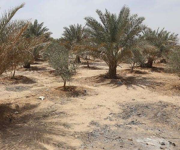Iraq 'green belt' neglected in faltering climate fight