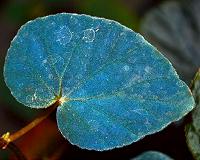 The houseplant with a blueprint for improving energy harvesting
