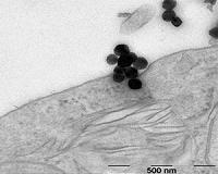 Nanosafety research - there's room for improvement