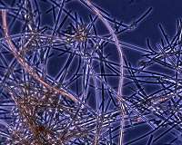 Study looks to iron from microbes for climate help
