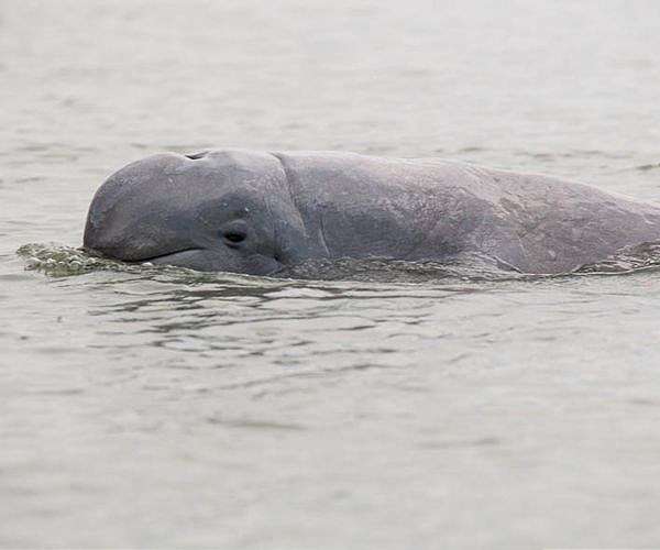 Cambodian leader U-turns on rare dolphin conservation law