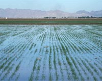 Developing Wireless Soil Sensors To Improve Farming
