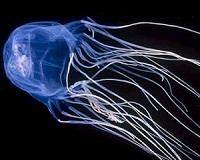 Oldest DNA sequences may reveal secrets of ancient animal ancestors