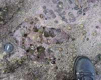 Rare Scottish dinosaur prints give key insight into era lost in time