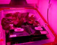 Plants and psychological well-being in space