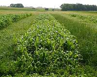 Annual forage crops offset losses from alfalfa winterkill