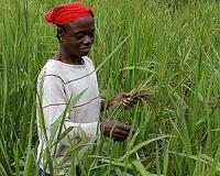 Ivory Coast buoyed by record agricultural harvest