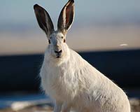 Hareless: Yellowstone's Rabbits Have Vanished