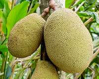 India's 'superfood' jackfruit goes global