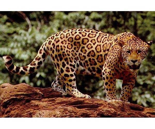 NASA Is Helping Protect Tigers, Jaguars, and Elephants