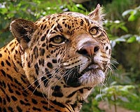 Big Cats, Wild Pigs And Short-Eared Dogs