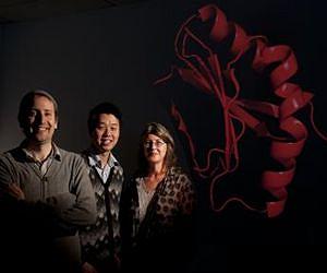 New malaria protein structure upends theory of how cells grow and move