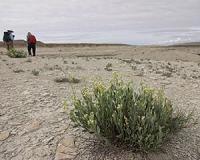Modeling to save a rare plant