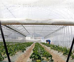 Protecting wild species may require growing more food on less land