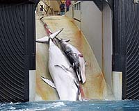 Japan to file new research whaling plan 'this year'