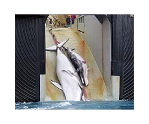 Japanese whalers under new attack by campaigners