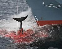 Japan's whaling bid tested by world panel