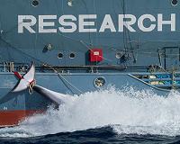 Japan kills 177 whales in Pacific campaign: government
