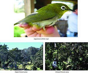 An introduced bird competitor tips the balance against Hawaiian species