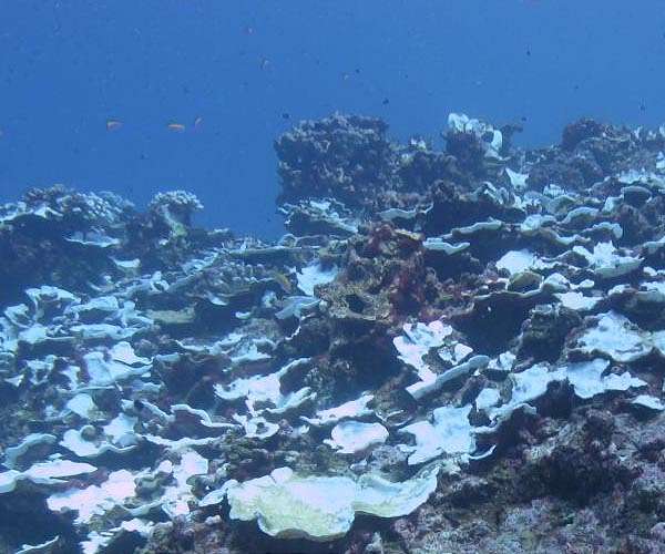 Damaged coral reefs cause decline in fisheries, risks for coastal communities