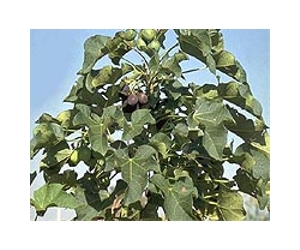 Boeing Issues First Latin American Study On Jatropha Sustainability