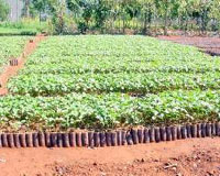 Biodiesel Joint Venture With Mindanao Lumad Tribes Will Bolster Community Development