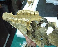 DNA Study Sheds New Light On Horse Evolution