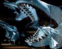 Teeth of ancient mega-shark recovered from Australian beach