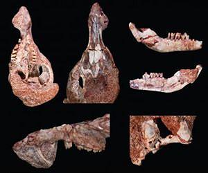 UofL scientist discovers first known mammalian skull from Late Cretaceous in South America