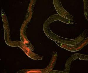 Jekyll and Hyde bacteria aids or kills, depending on chance