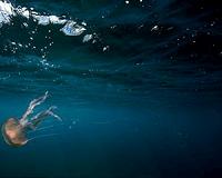 Jellyfish map could help conservationists protect marine ecosystems