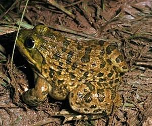 Goa's frog poachers feed taste for 'jumping chicken'